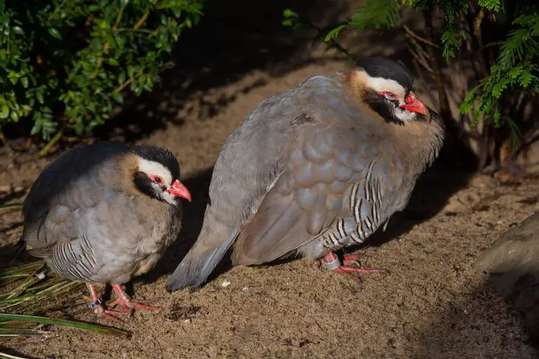 Arabian Partridge