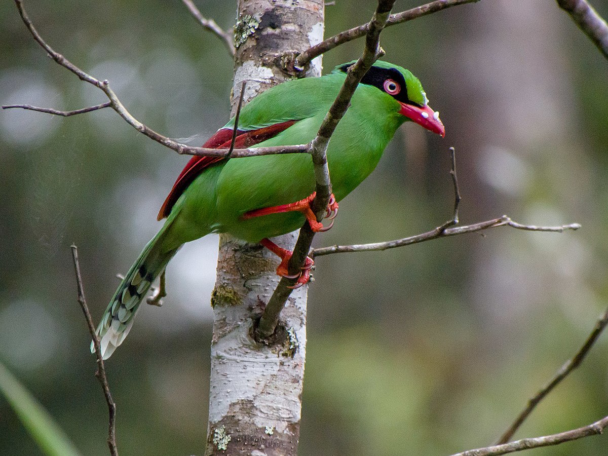 Bornean Green Magpie