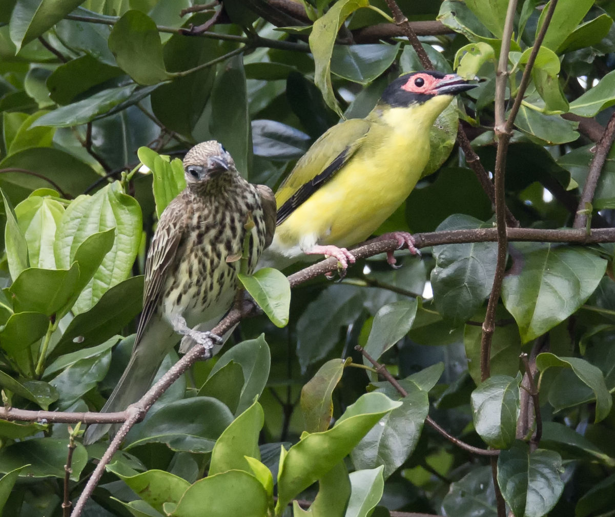 Australasian Figbird