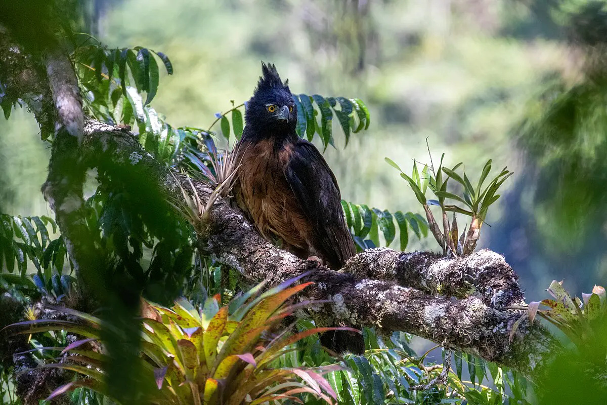 Black-And-Chestnut Eagle