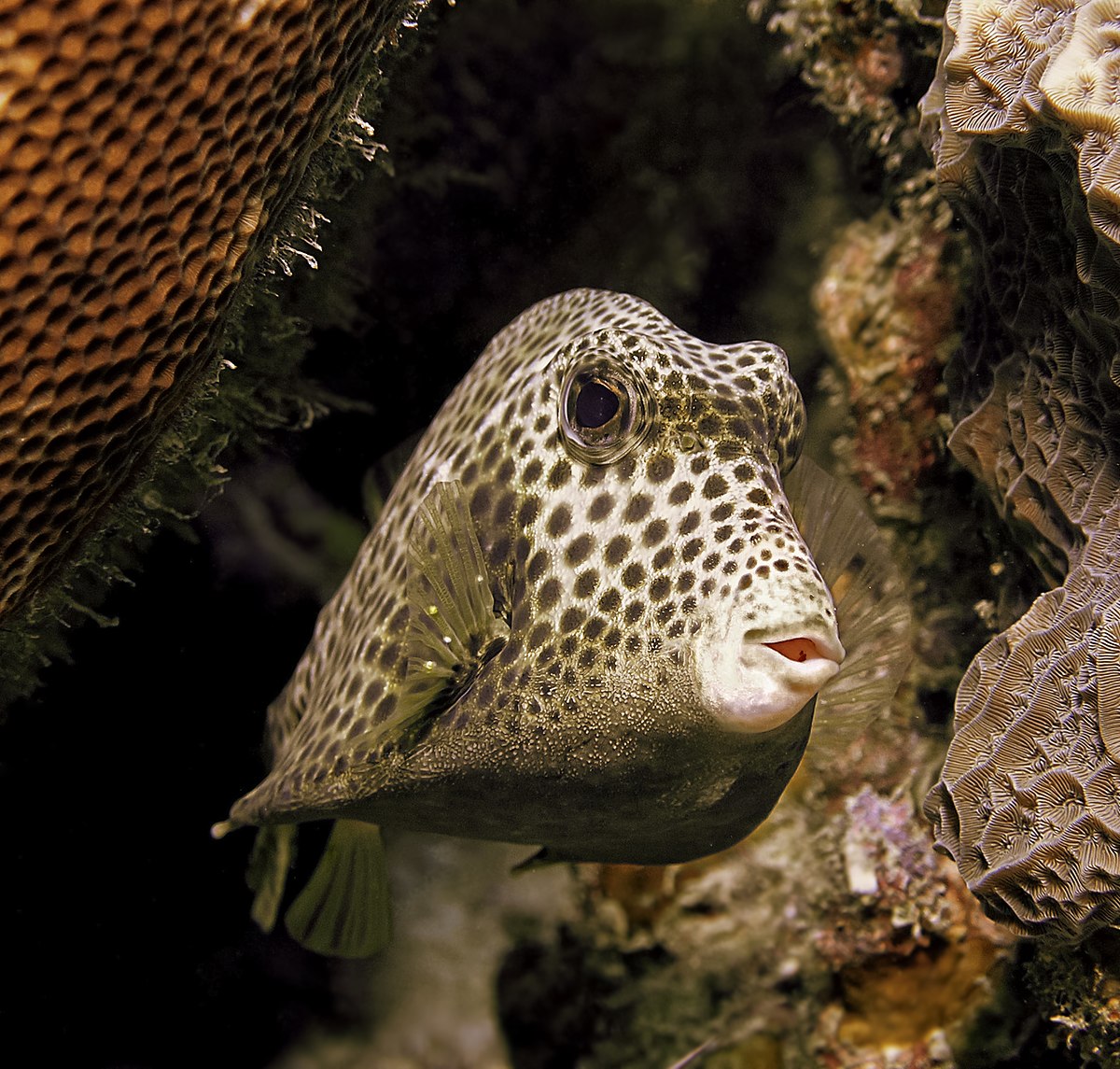 Boxfish