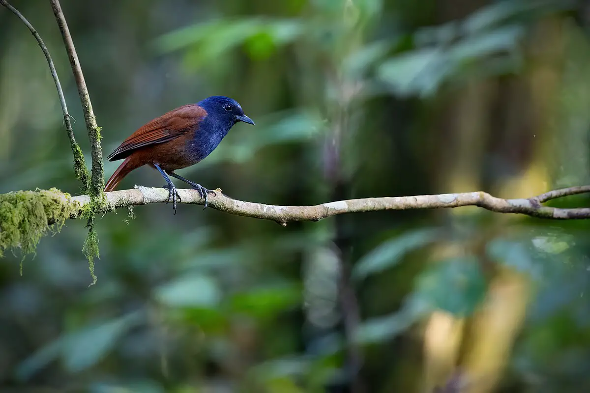 Brown-Winged Whistling Thrush