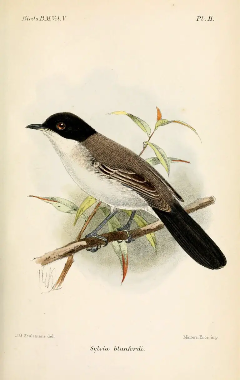 Arabian Warbler