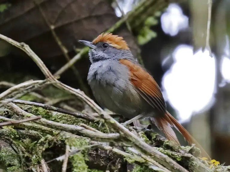 Bahia Spinetail