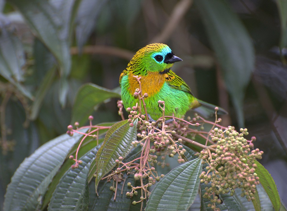 Brassy-Breasted Tanager