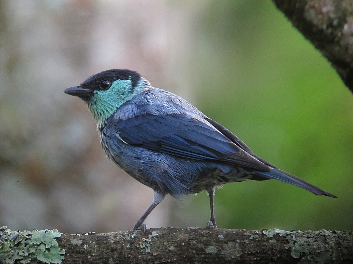 Black-Capped Tanager