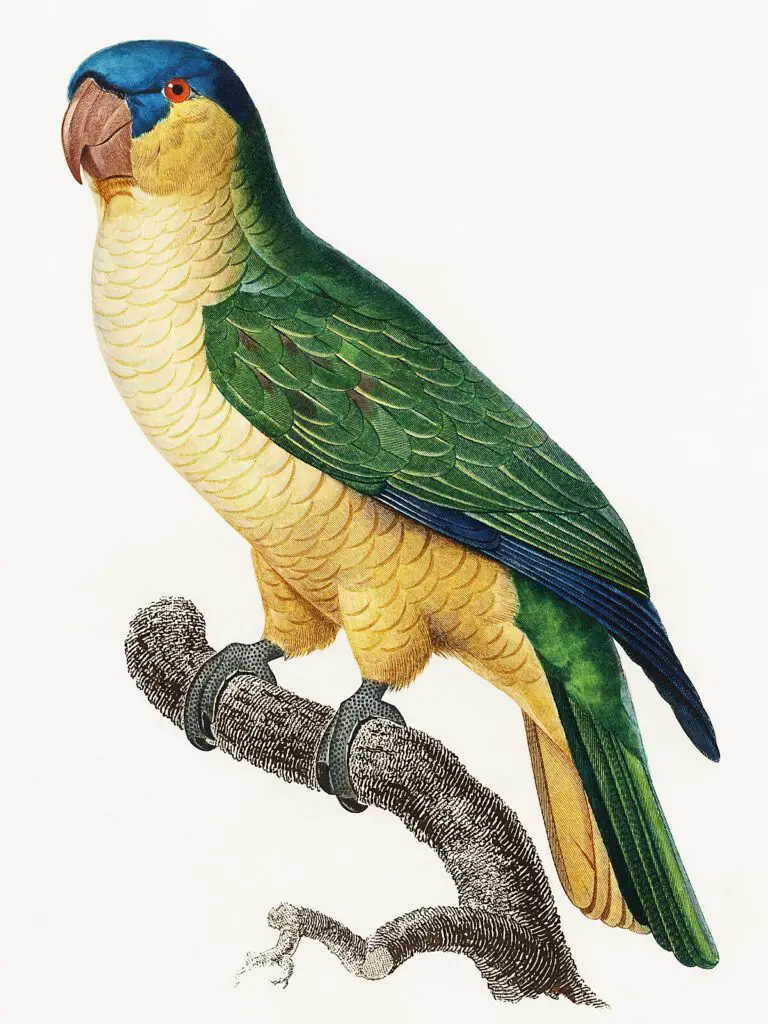 Black-Lored Parrot