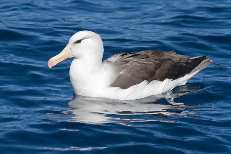 Black-Browed Albatross