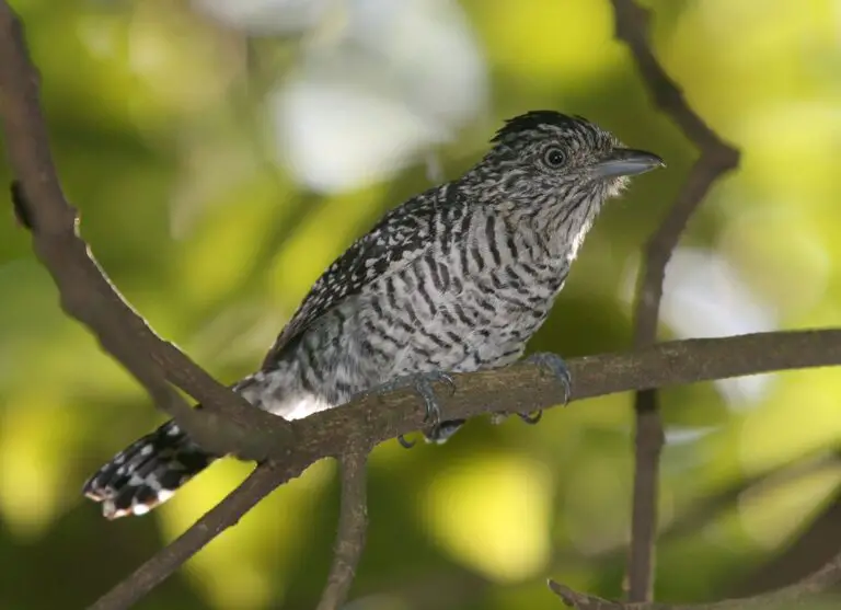 Barred Antshrike