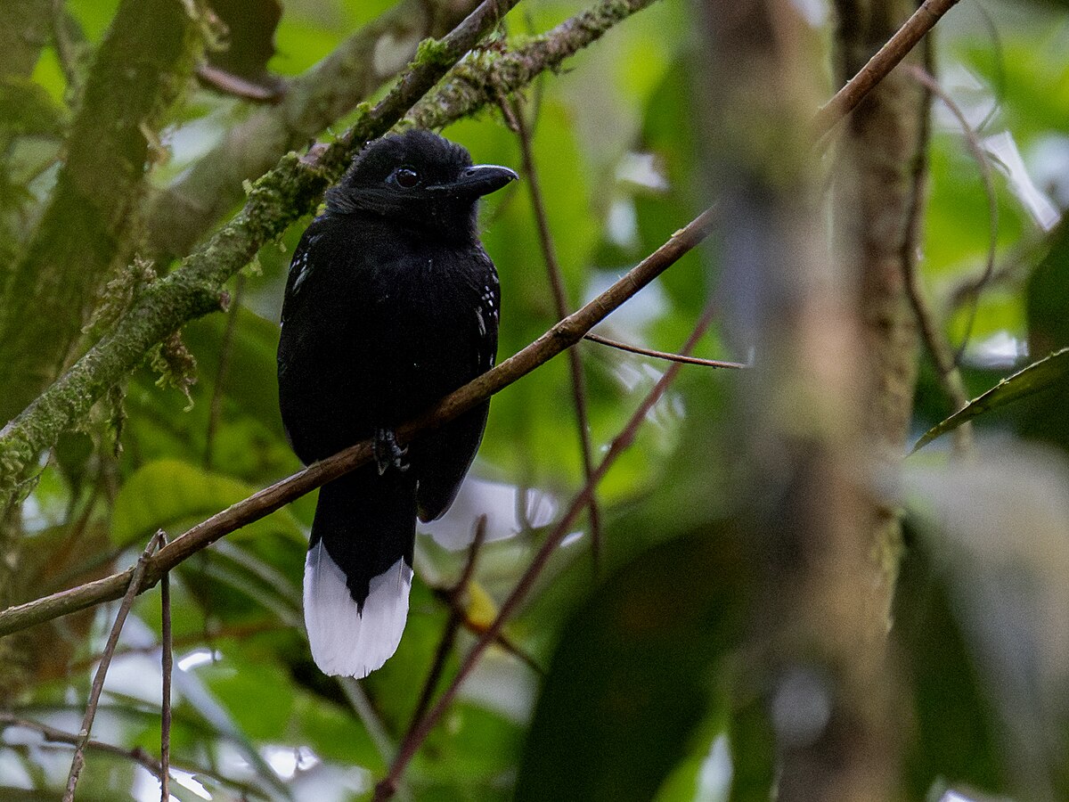 Band-Tailed Antshrike