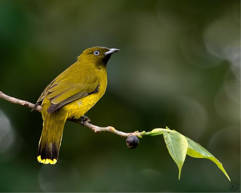 Andaman Bulbul