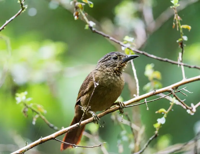 Black-Billed Treehunter