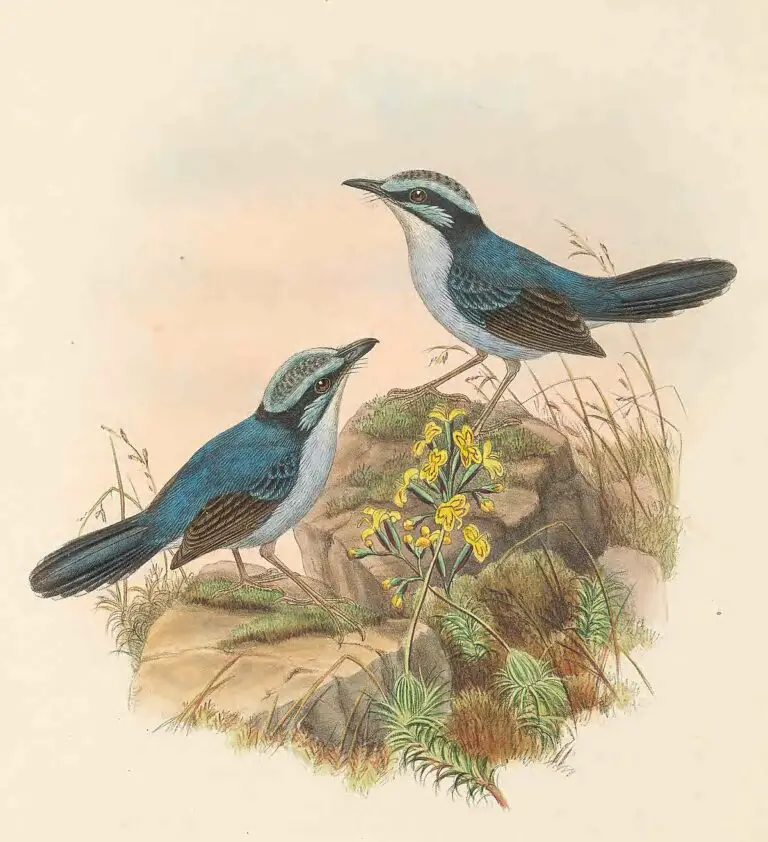 Broad-Billed Fairywren