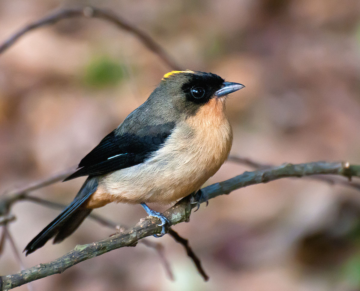 Black-Goggled Tanager