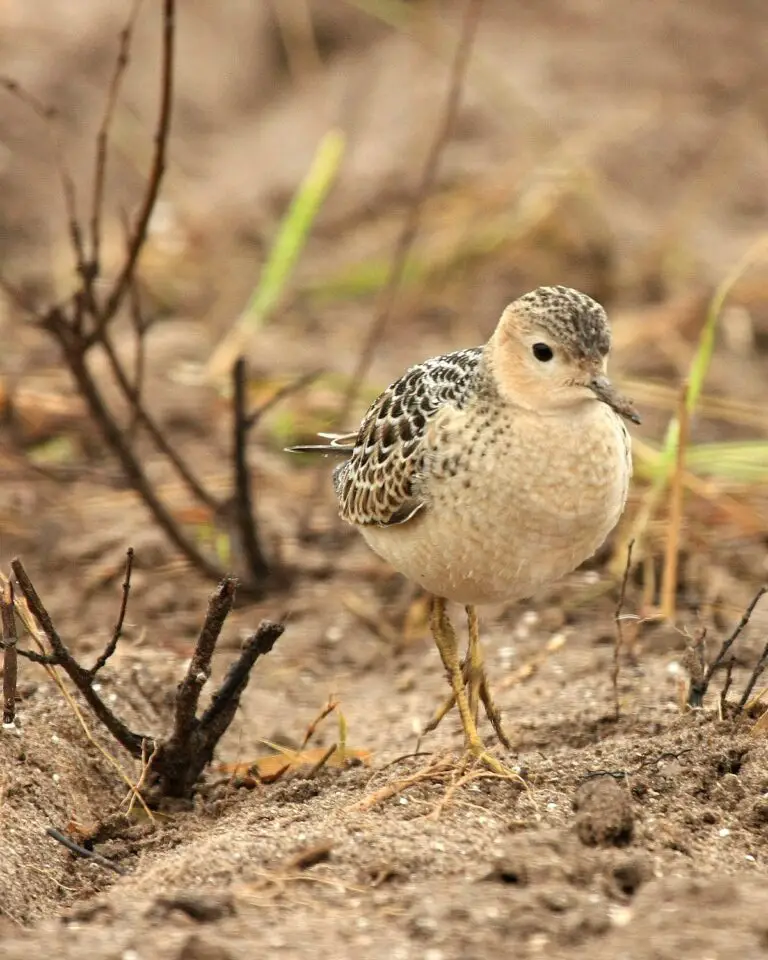 Buff-Breasted Sandpiper