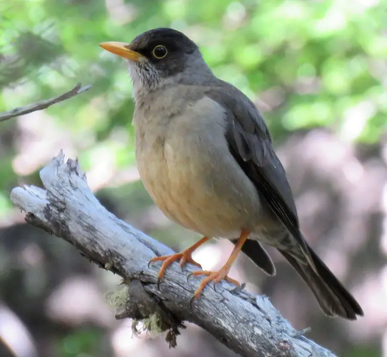 Austral Thrush