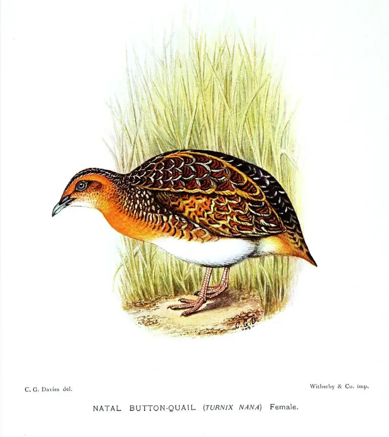 Black-Rumped Buttonquail