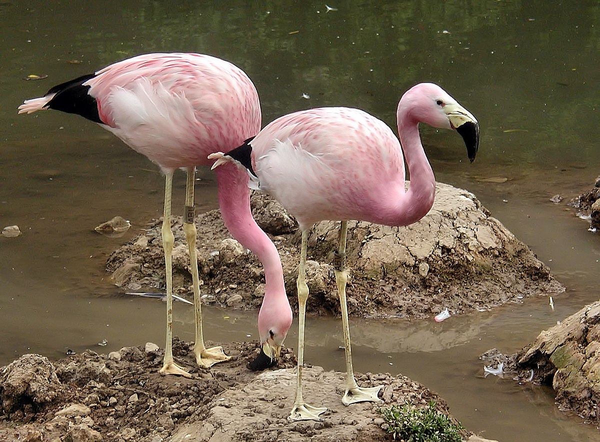 Andean Flamingo