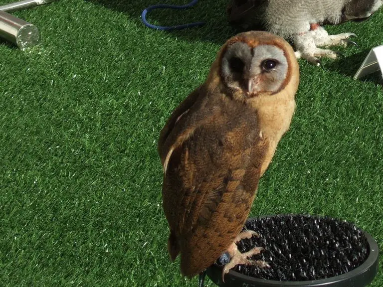 Ashy-Faced Owl