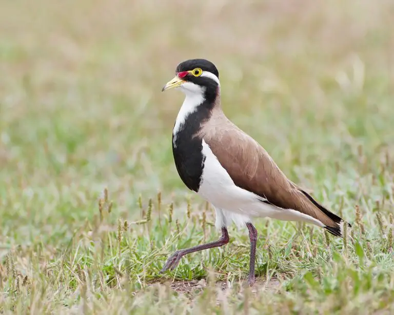 Banded Lapwing