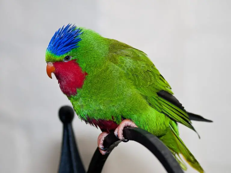 Blue-Crowned Lorikeet