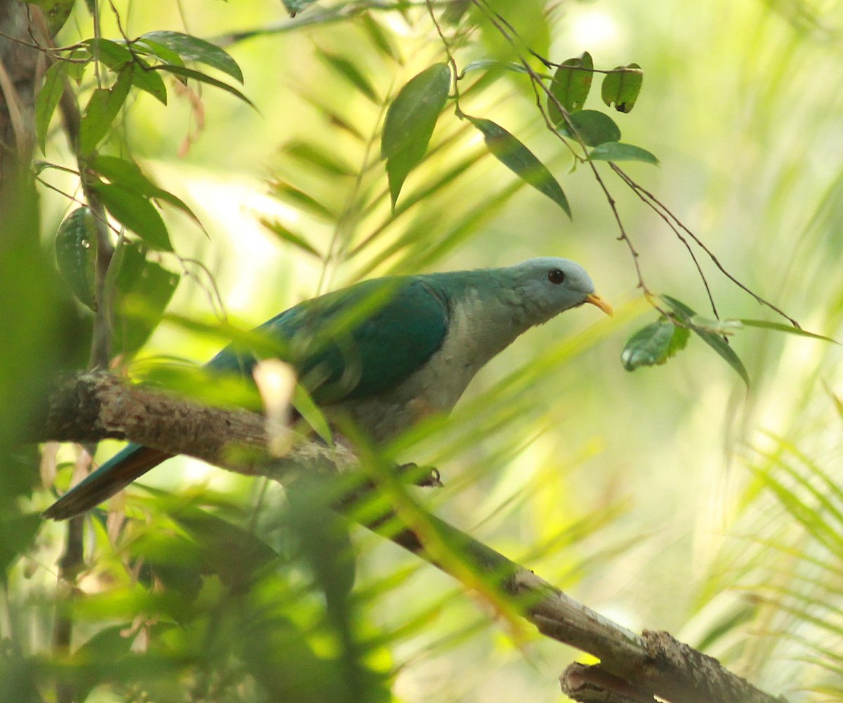 Banggai Fruit Dove