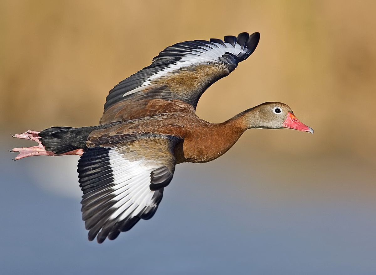 Black-Bellied Whistling Duck