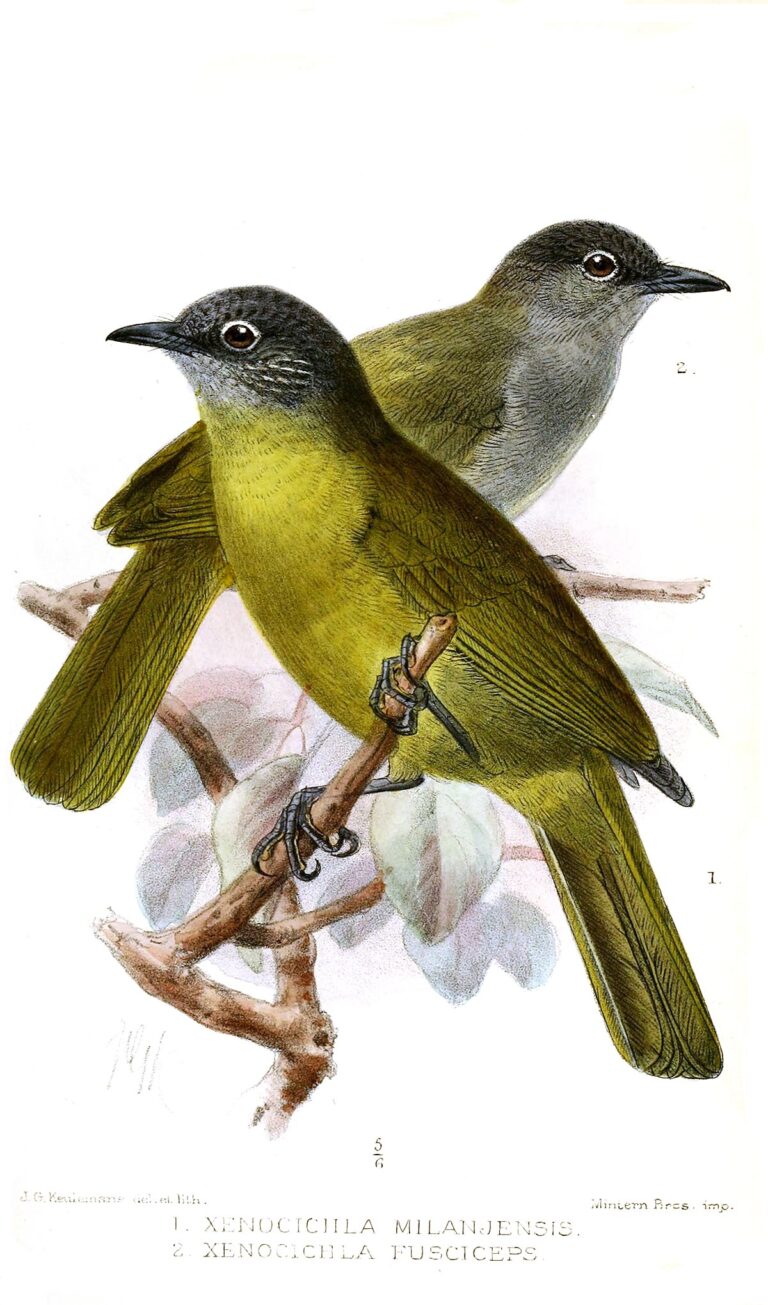 Black-Browed Greenbul