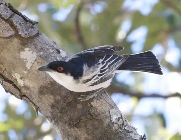 Black-Backed Puffback