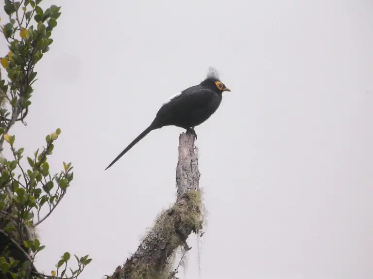 Apo Myna