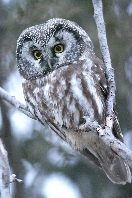 Boreal Owl