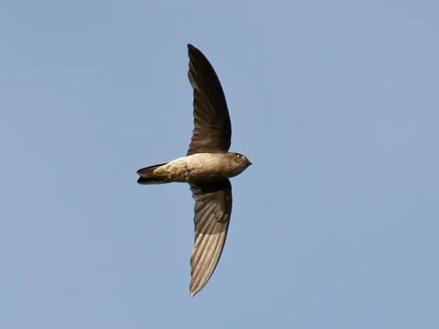 Black-Nest Swiftlet