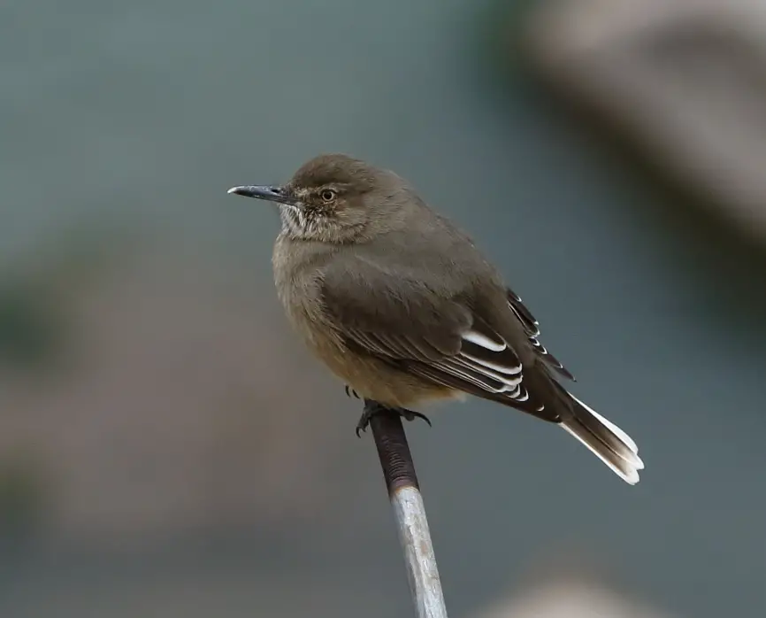 Black-Billed Shrike-Tyrant