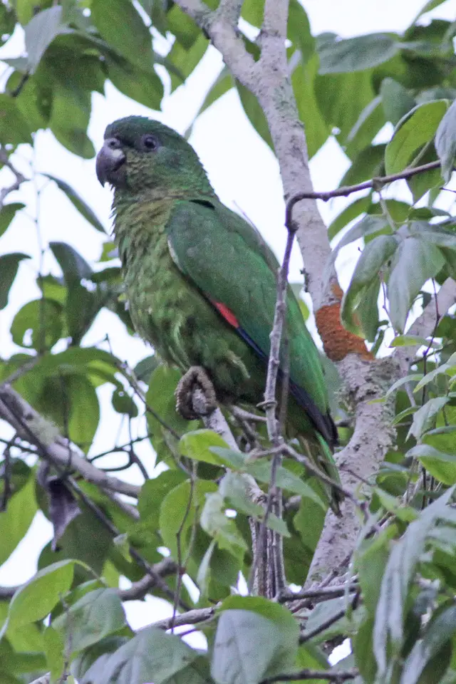 Black-Billed Amazon