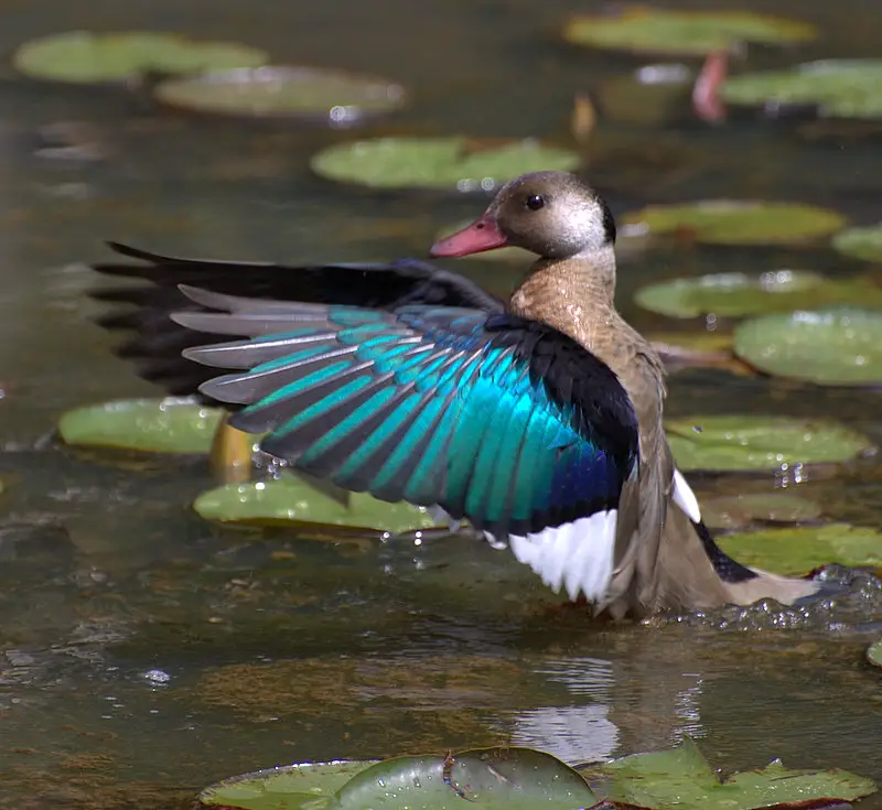 Brazilian Teal