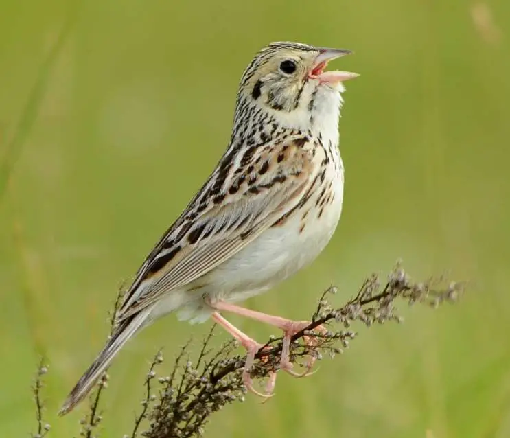 Baird'S Sparrow