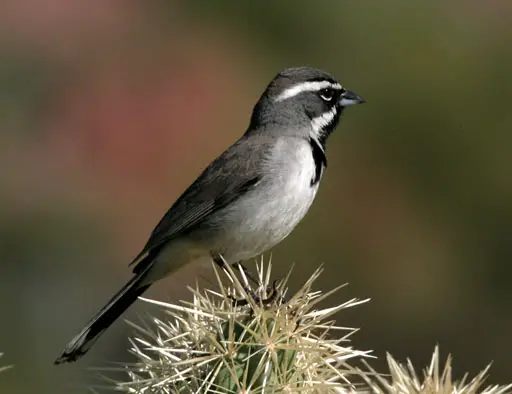 Black-Throated Sparrow