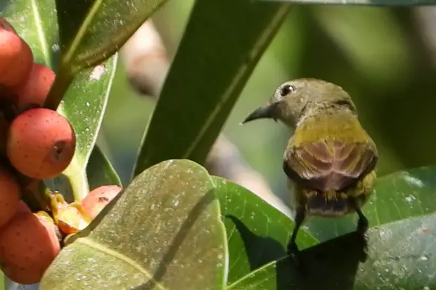 Andaman Flowerpecker