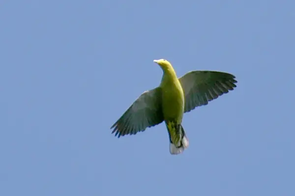 Andaman Green Pigeon