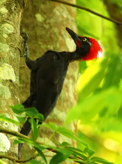 Andaman Woodpecker