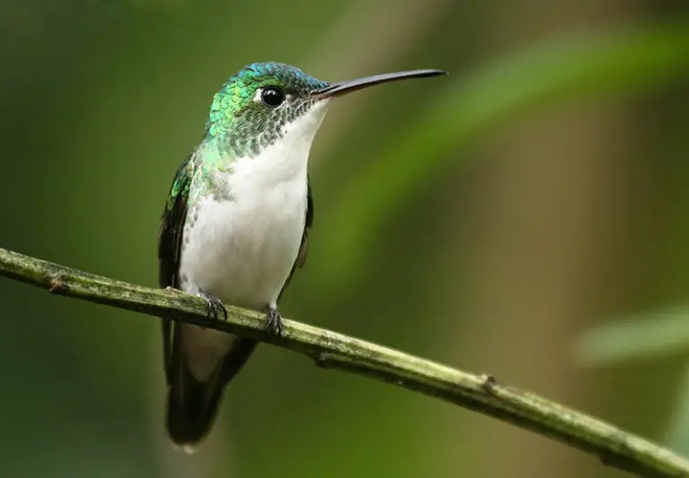 Andean Emerald