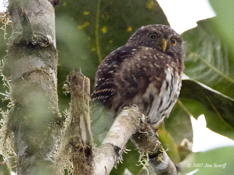 Andean Pygmy Owl