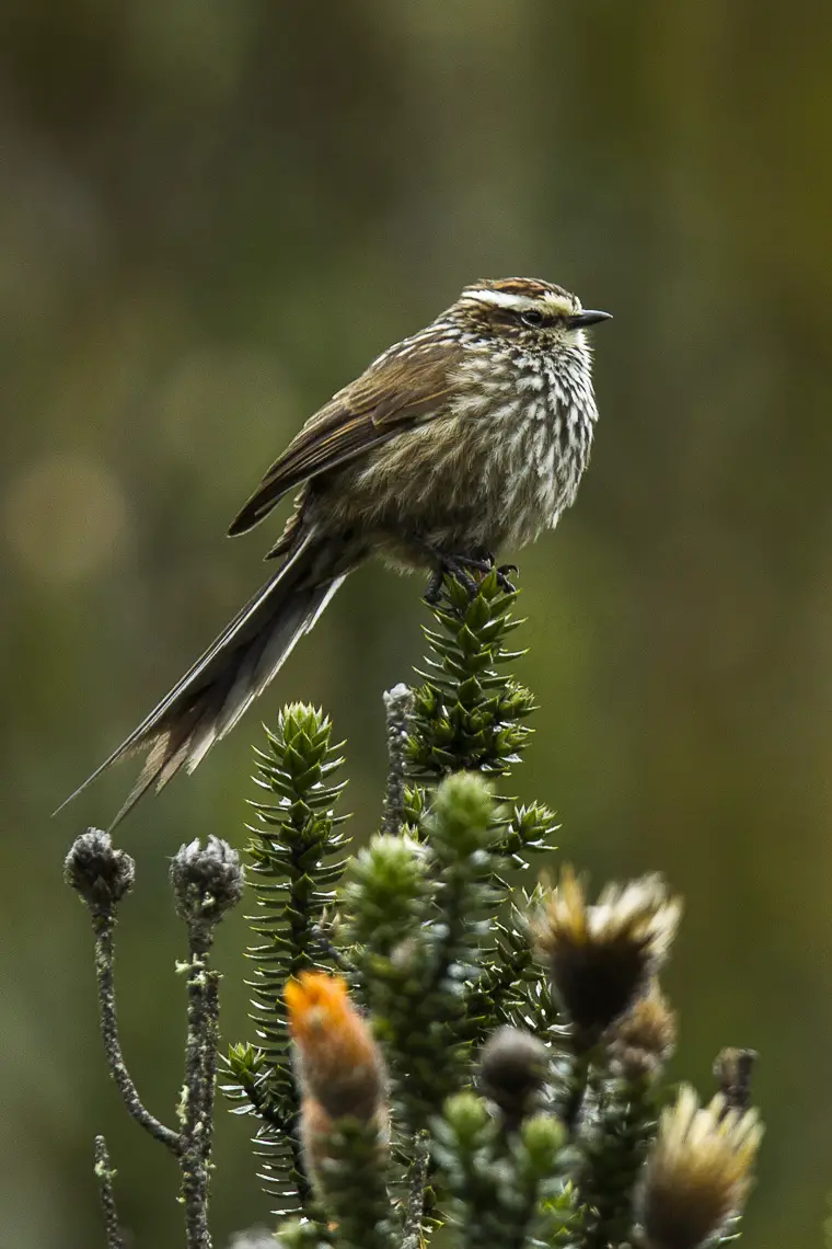 Andean Tit-Spinetail