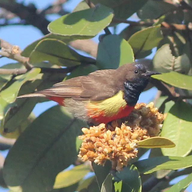 Anchieta'S Sunbird