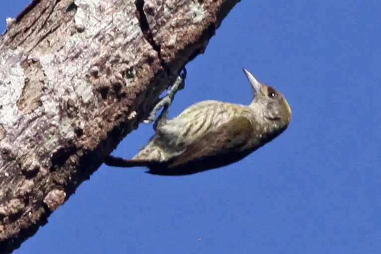 Antillean Piculet