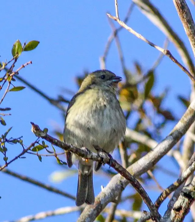 Antillean Siskin