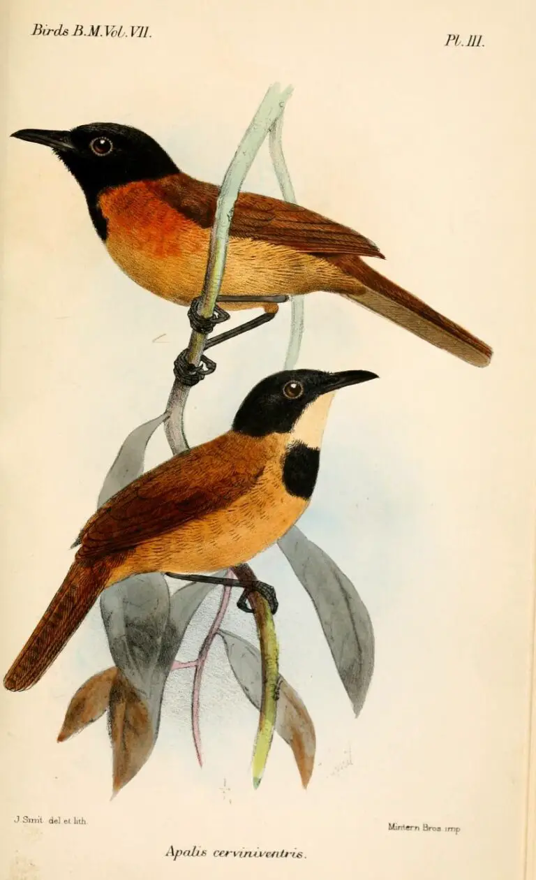 Black-Headed Rufous Warbler