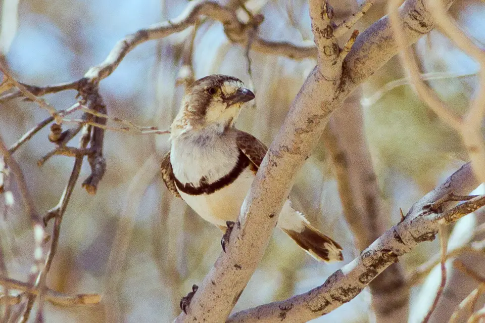 Banded Whiteface