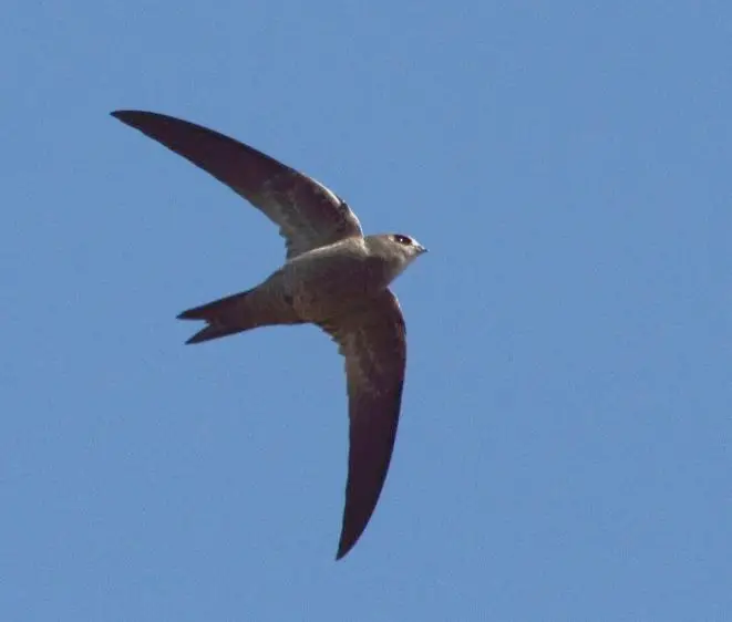 Bradfield'S Swift