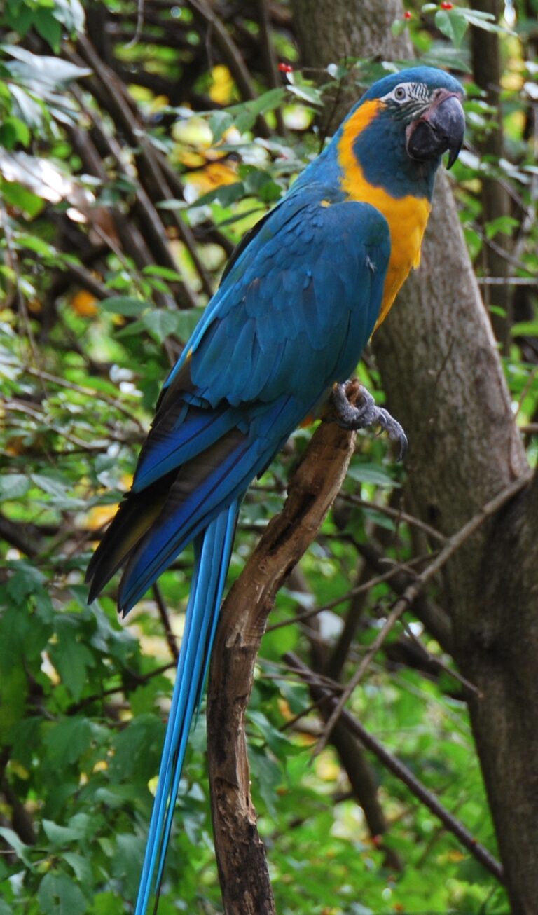 Blue-Throated Macaw